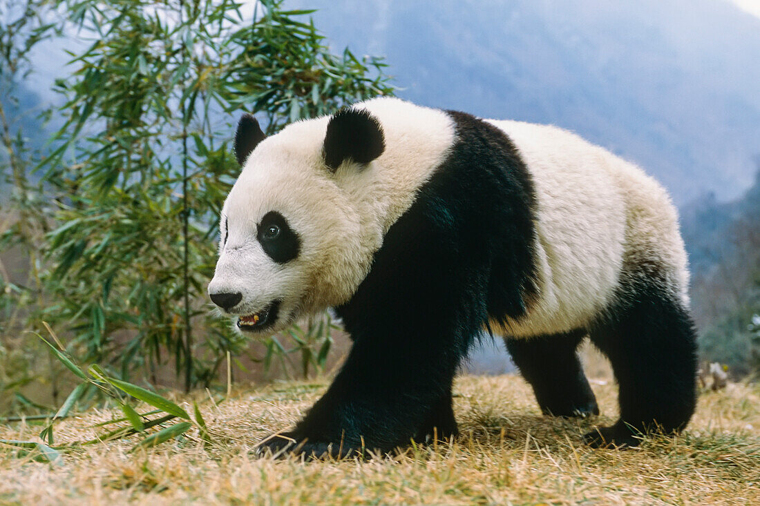 Großer Panda Wolong Panda Preserve Provinz Sichuan China