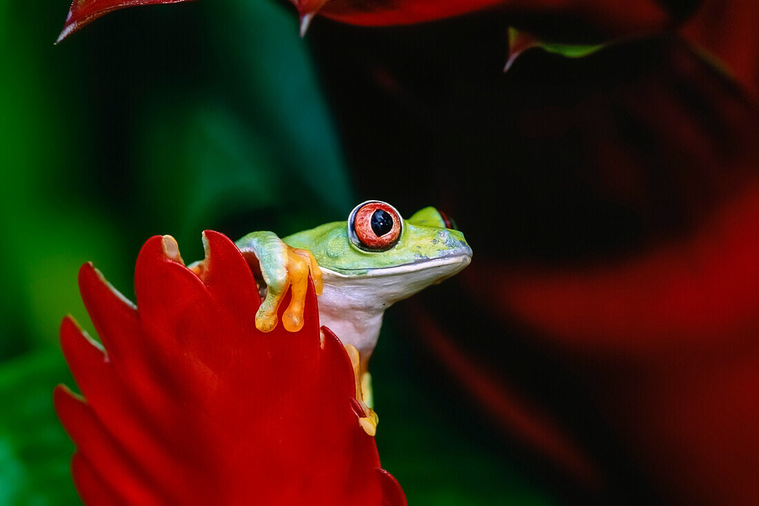 Rotäugiger Laubfrosch klammert sich an ein Blatt im Regenwald Costa Rica Sommer