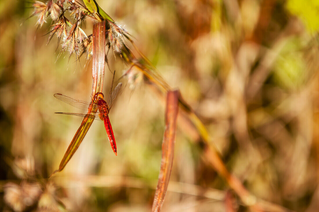 Red dragonfly in a forest just outside madikeri; Kodagu state karnataka india