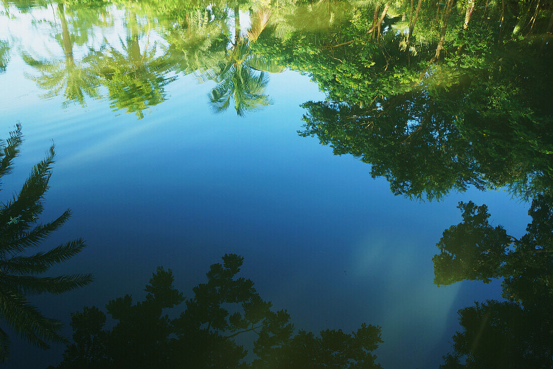 Palmen spiegeln sich in ruhigem Wasser; Bangladesch