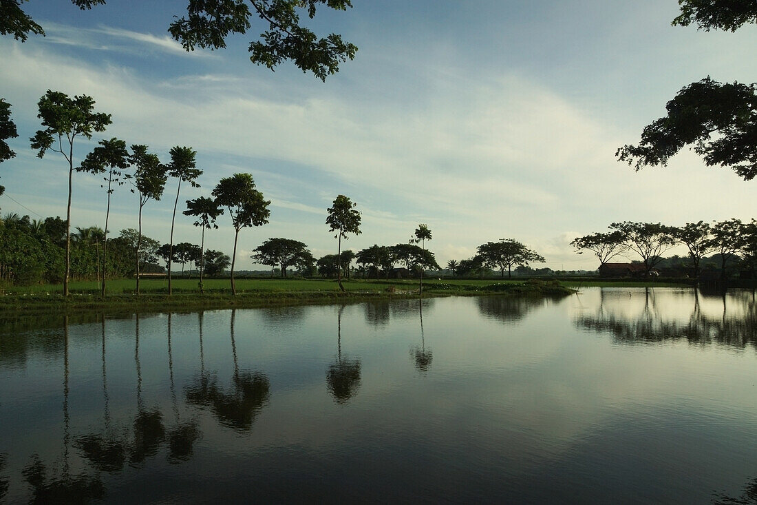 Palm trees along a shoreline reflected in the water; Bangladesh