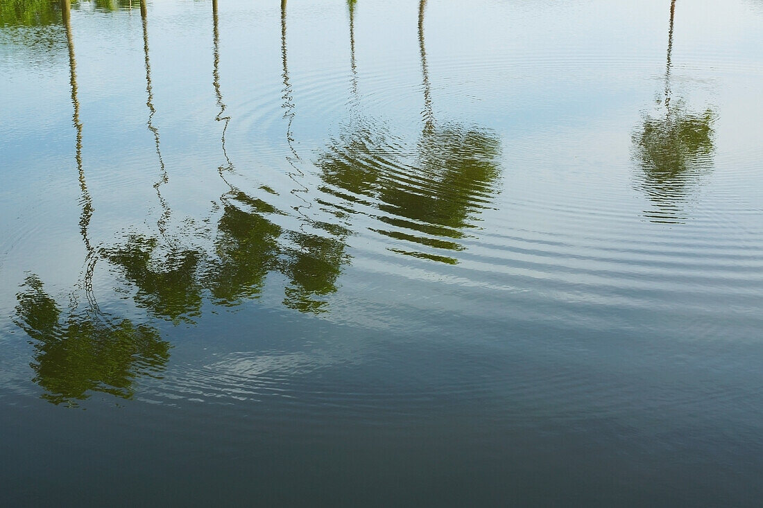 Palm trees and clouds reflected in water; Bangladesh