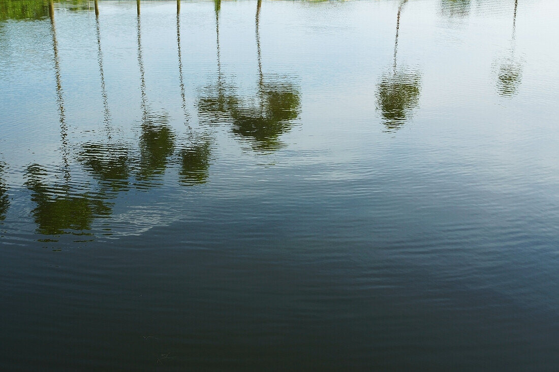 Palm trees and clouds reflected in the water; Bangladesh