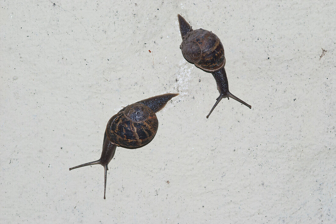 Zwei Schnecken an einer Wand; Clovely, north devon, england