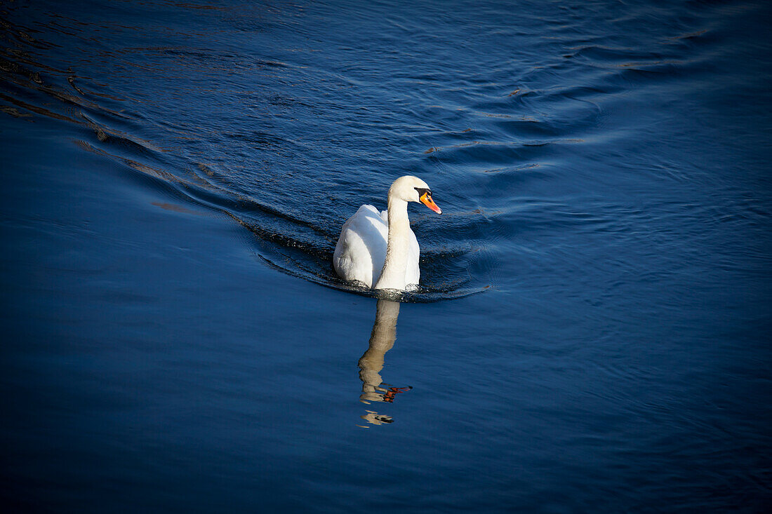 A swan on limmat river; Zurich switzerland
