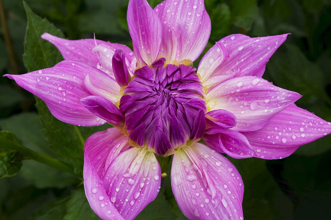 Close Up Of A Pink Dahlia Flower In Bloom; United Kingdom