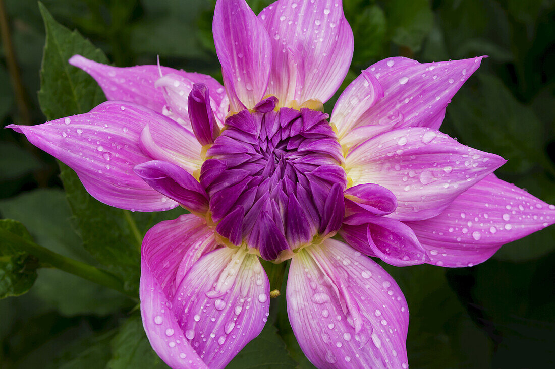 Nahaufnahme einer blühenden rosa Dahlie; Vereinigtes Königreich