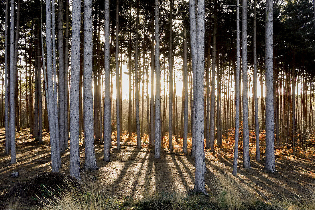Bäume in einem Wald mit durchscheinendem Sonnenlicht; Surrey, England