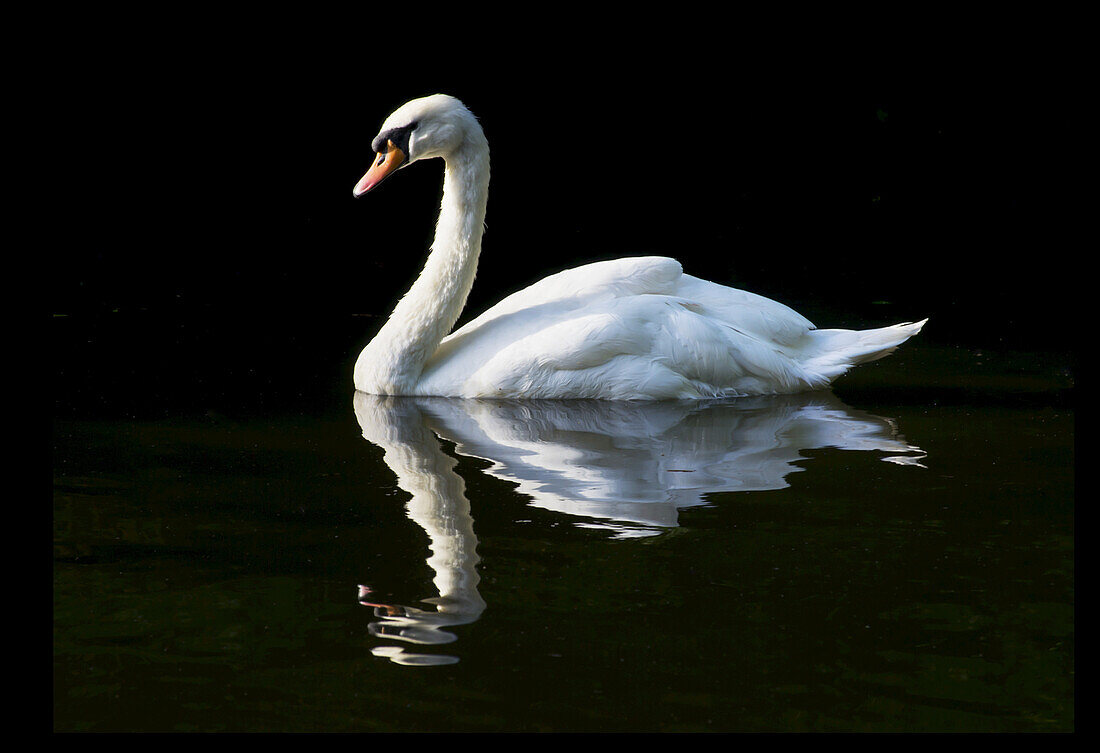 Swan On River Thames; England