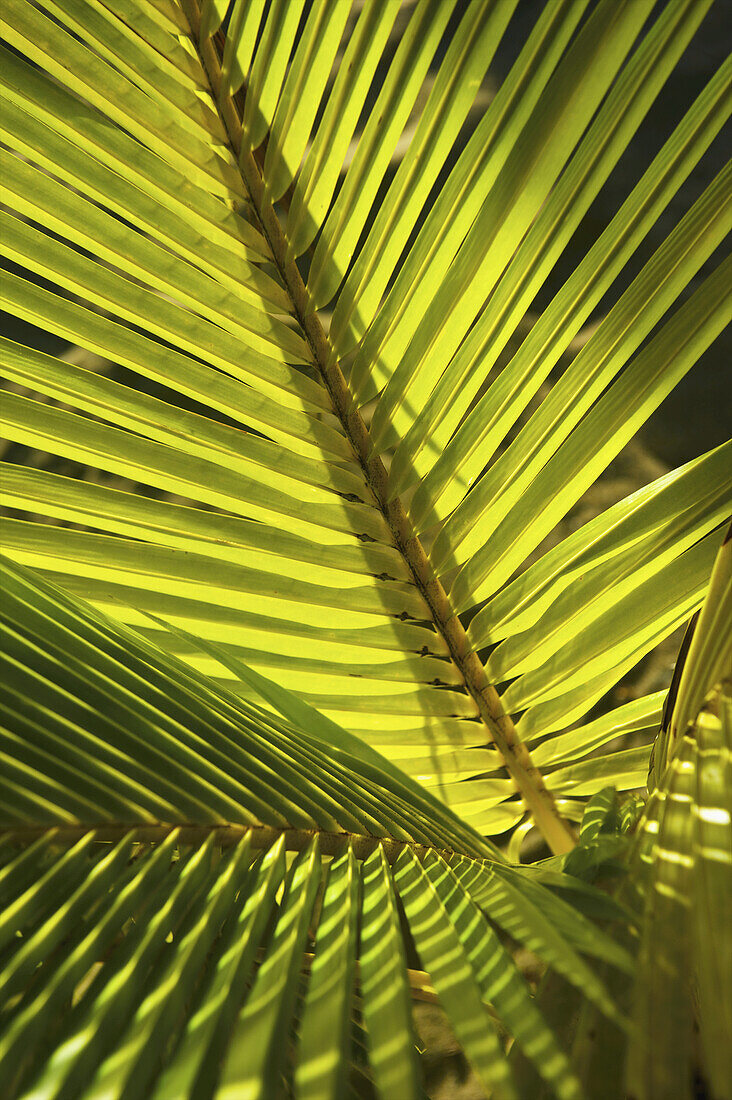 Fern Fronds Backlit In The Sunlight; Carlisle Bay, Antigua