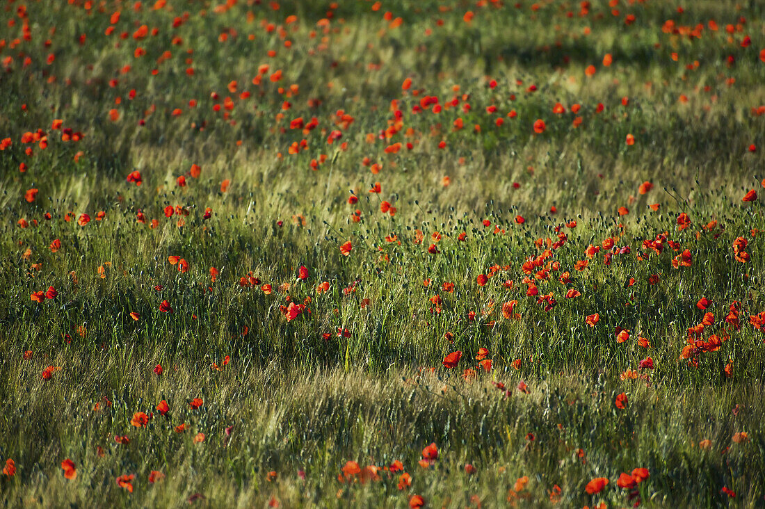 Roter Mohn wächst auf einem Feld; Cite, Frankreich