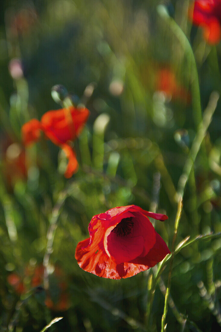 Close Up Of Red Poppies In Bloom; Cite, France