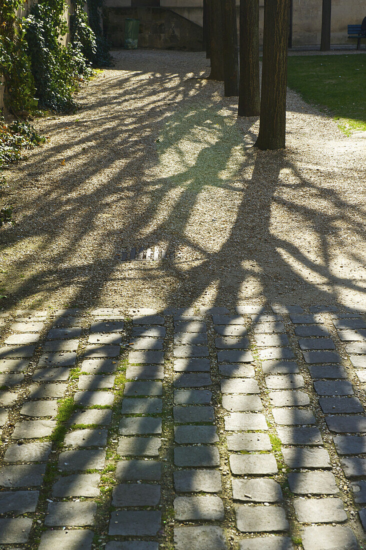 Schatten von Bäumen auf einem Gehweg im historischen Viertel von Marais; Paris, Frankreich