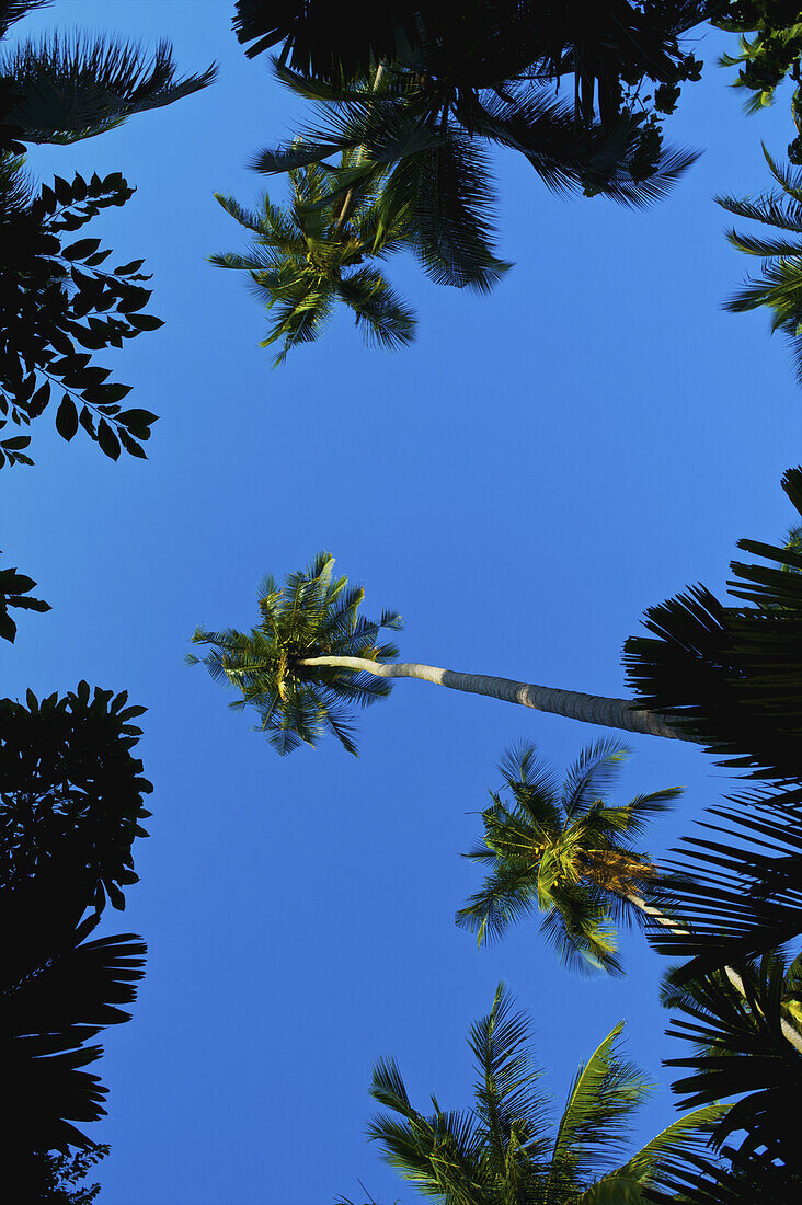 Low Angle View Of The Tops Of Palm Trees Against A Blue Sky; Ulpotha, Embogama, Sri Lanka