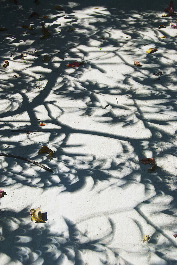 Shadow Of A Tree On A Walkway Scattered With Fallen Leaves In Autumn; Ulpotha, Embogama, Sri Lanka