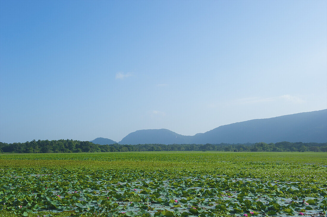 Eine grüne Ernte auf einem Feld mit Bergen in der Ferne und blauem Himmel; Ulpotha, Embogama, Sri Lanka