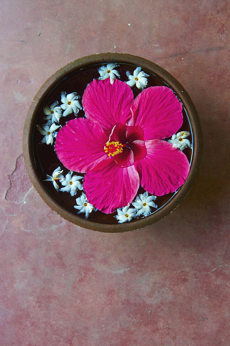 Eine große rosafarbene Blüte mit kleineren weißen Blüten, die in einer Schale schwimmen; Ulpotha, Embogama, Sri Lanka