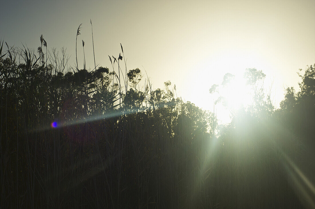 Sun Rays Shining Through The Tall Grass At Sunrise; Sardinia, Italy