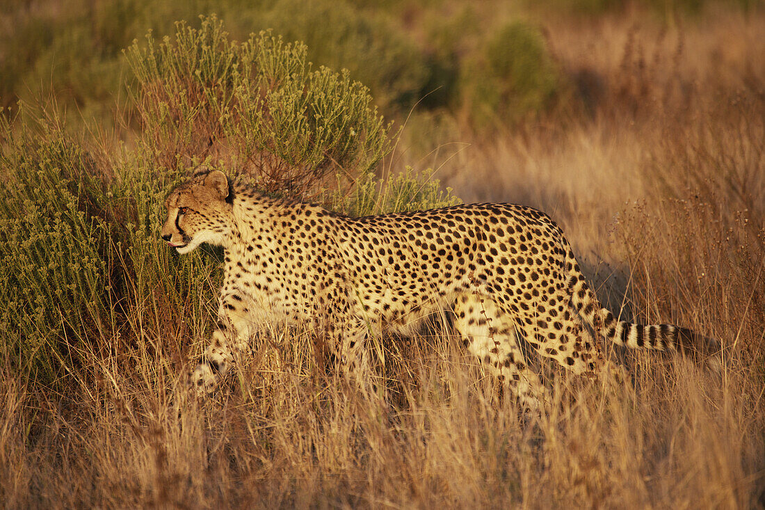 Gepard im braunen Gras; Südafrika