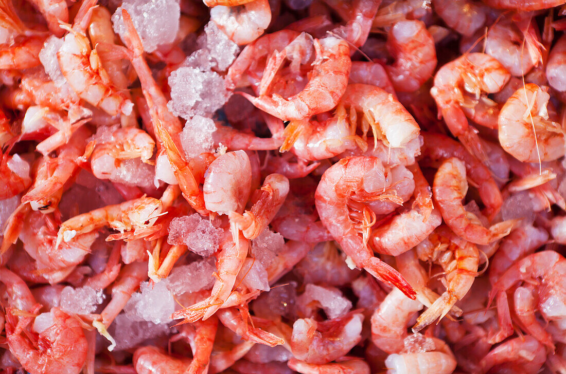 Fresh Seafood For Sale At Rialto Market; Venice, Italy