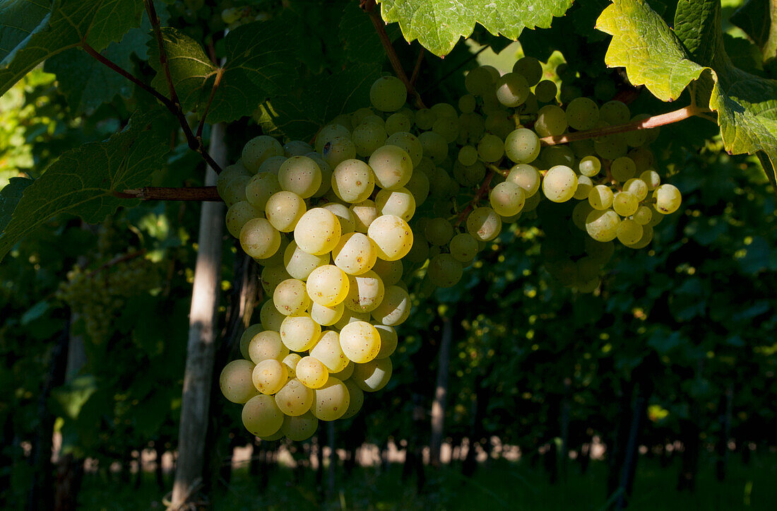 Piesporter Trauben am Rebstock, Moseltal; Rheinland-Pfalz, Deutschland