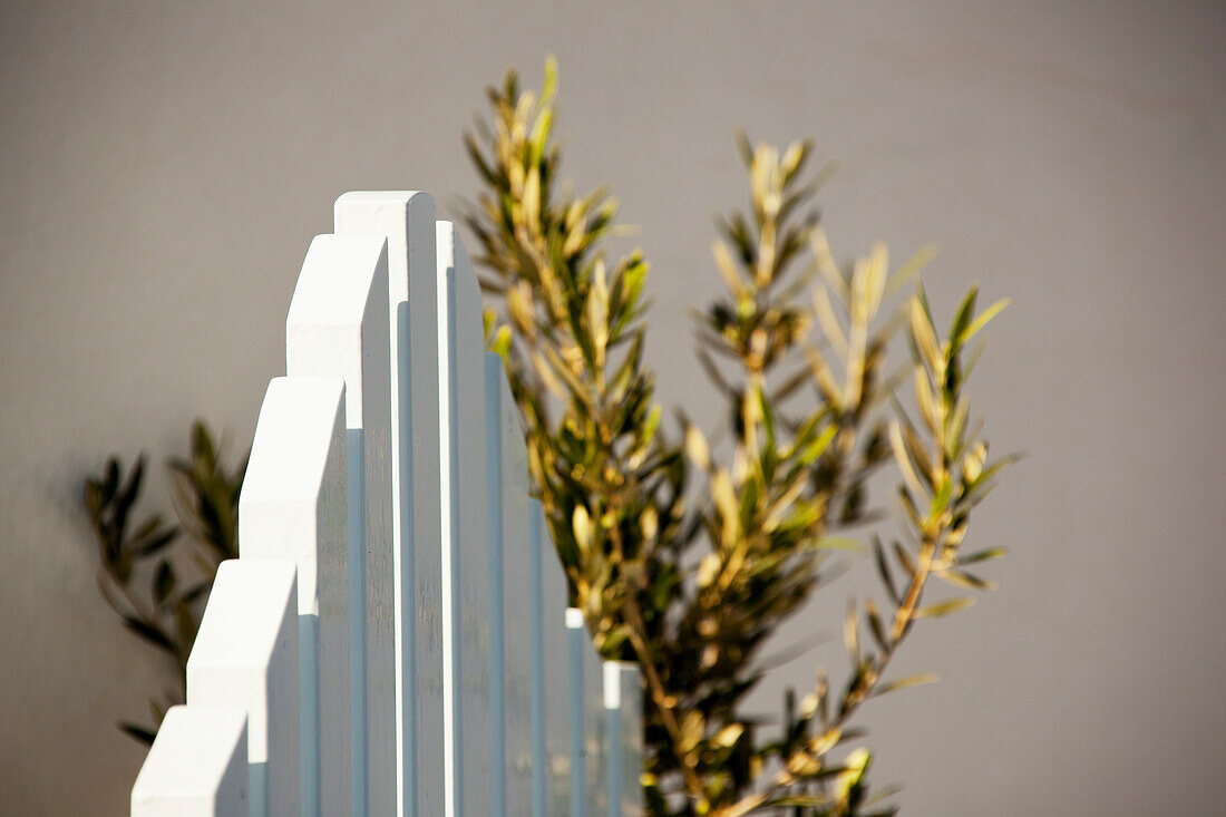 A Gate With An Olive Branch; Cyclades, Firostefani, Greece