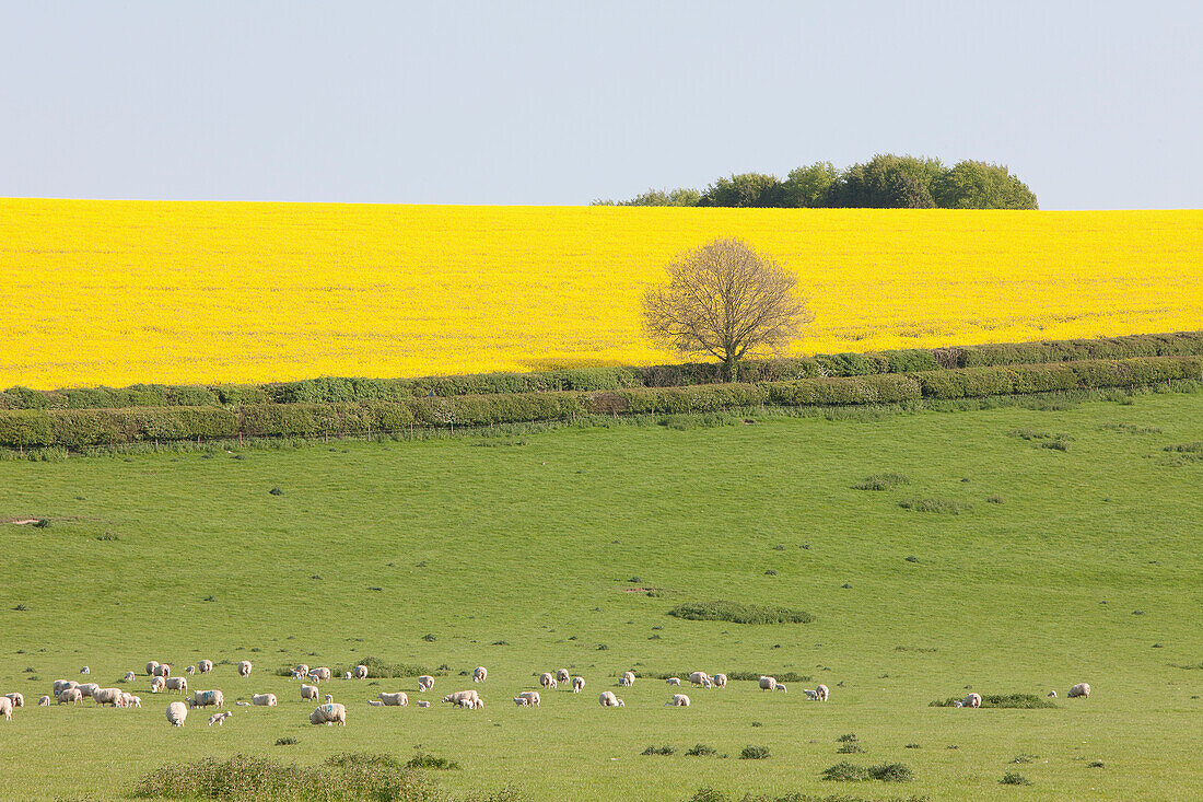 Sheep And Fields Of Yellow Rapeseed In The Typical English Countryside Of Rolling Hills Around The Village Of Kingston Deverill; West Wiltshire, England