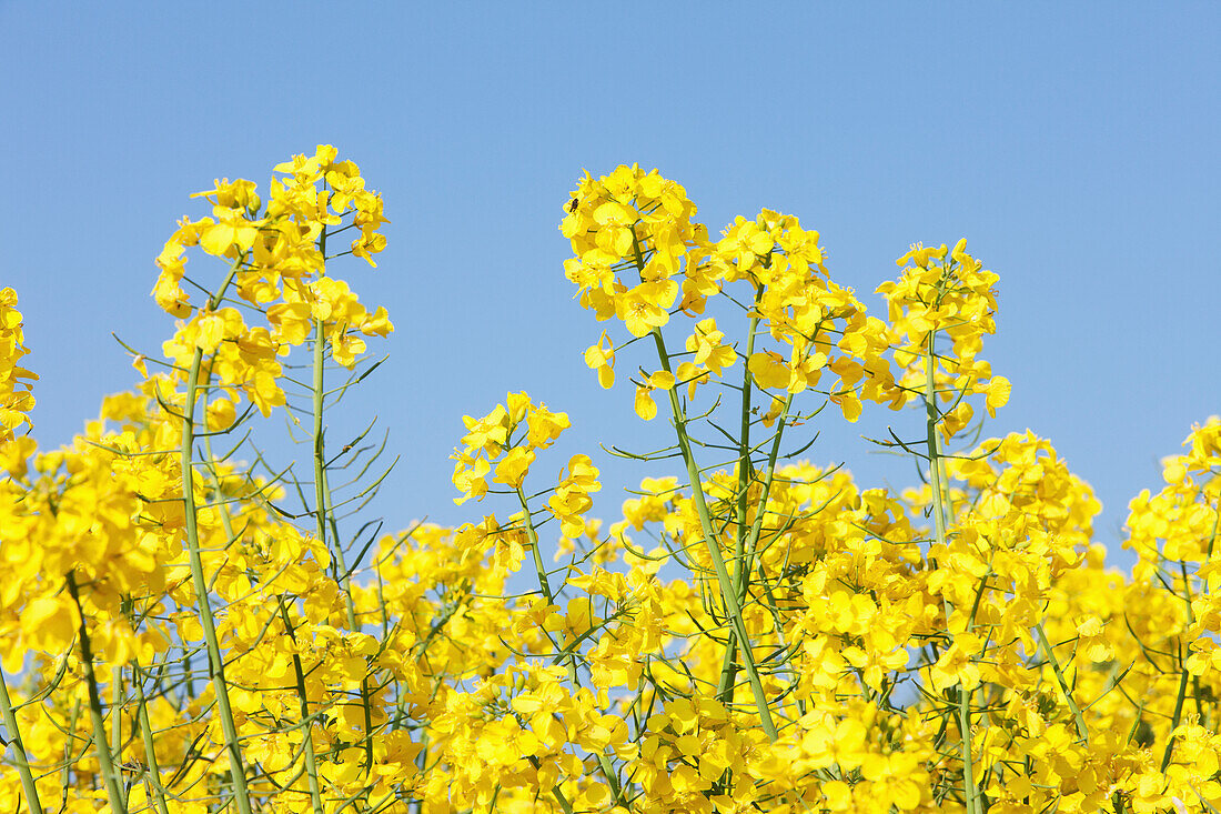 Yellow Rapeseed In The Typical English Countryside Of Rolling Hills Around The Village Of Kingston Deverill; West Wiltshire, England