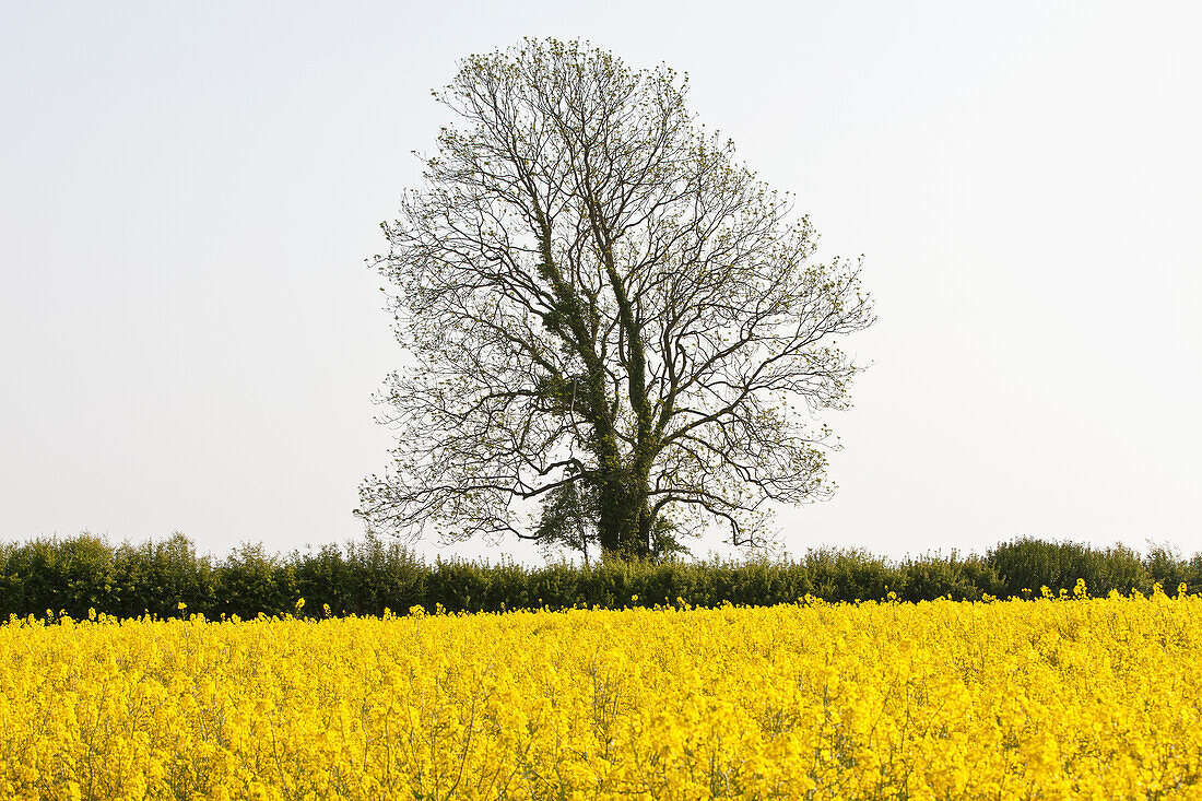 Gelbe Rapsfelder in der typisch englischen Hügellandschaft um das Dorf Kingston Deverill; West Wiltshire, England