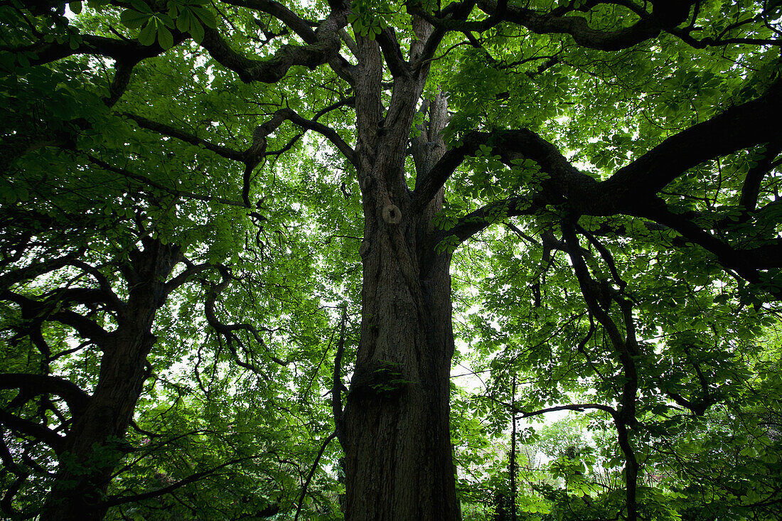 Rosskastanienbaum im Dorf Horsington; Somerset, England
