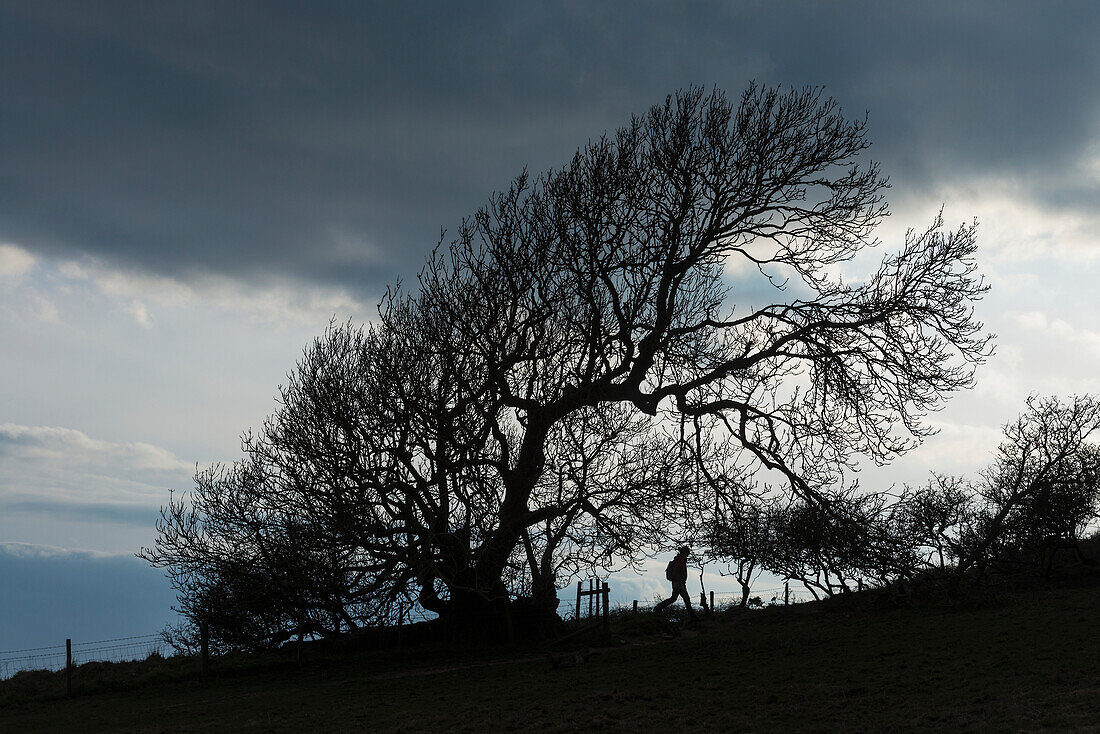 Silhouette Of Woman Walking Past A Tree Near Golden Cap On The Jurassic Coast; Seatown, Dorset, England