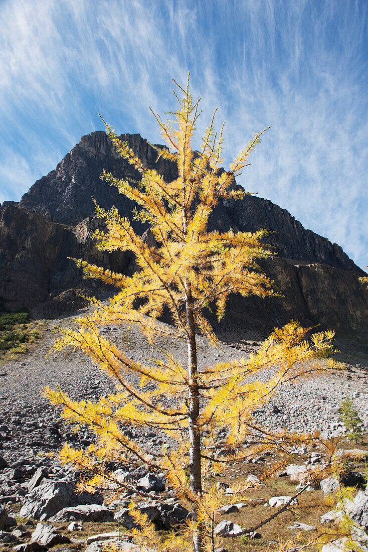 Goldener Lärchenbaum am Rockbound Lake; Alberta, Kanada
