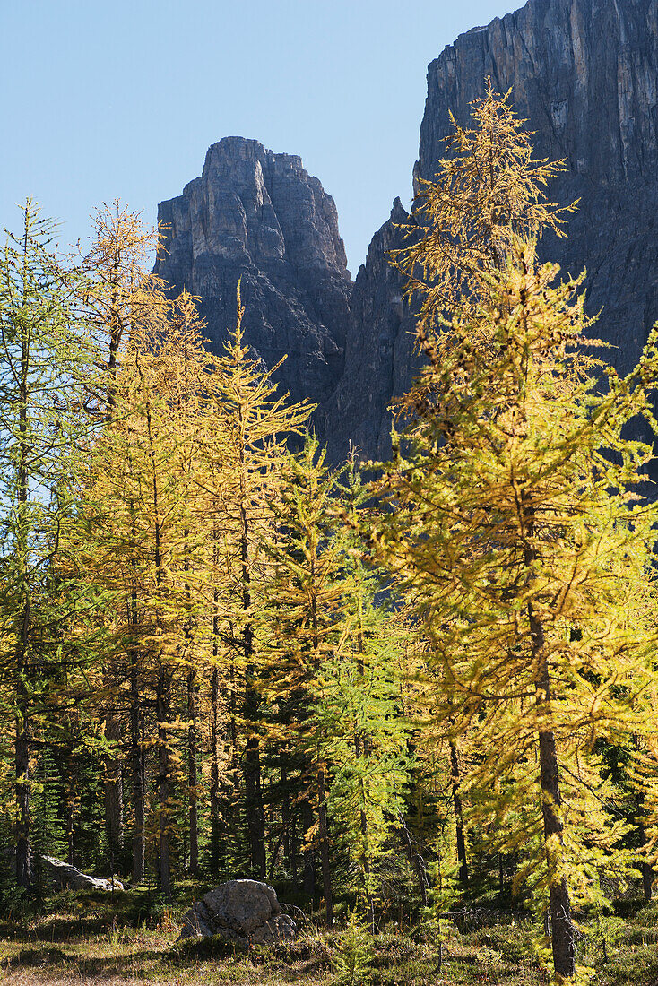 Goldener Lärchenbaum am Rockbound Lake; Alberta, Kanada