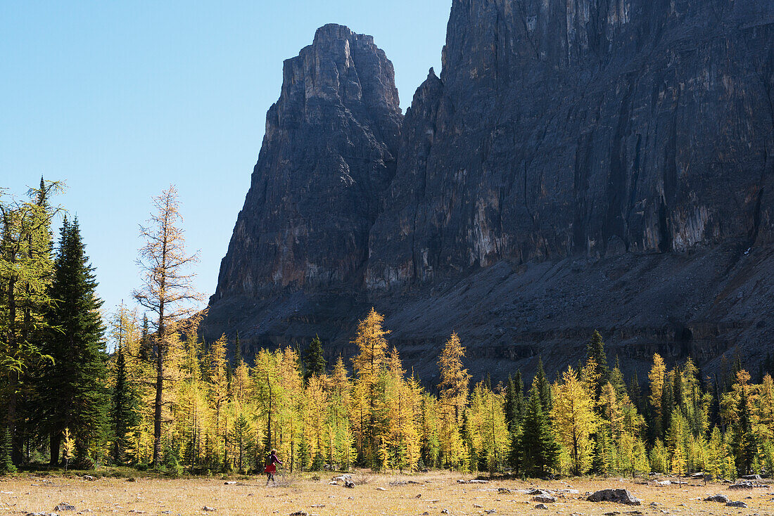 Goldene Lärchenbäume am Rockbound Lake, Banff National Park; Alberta, Kanada