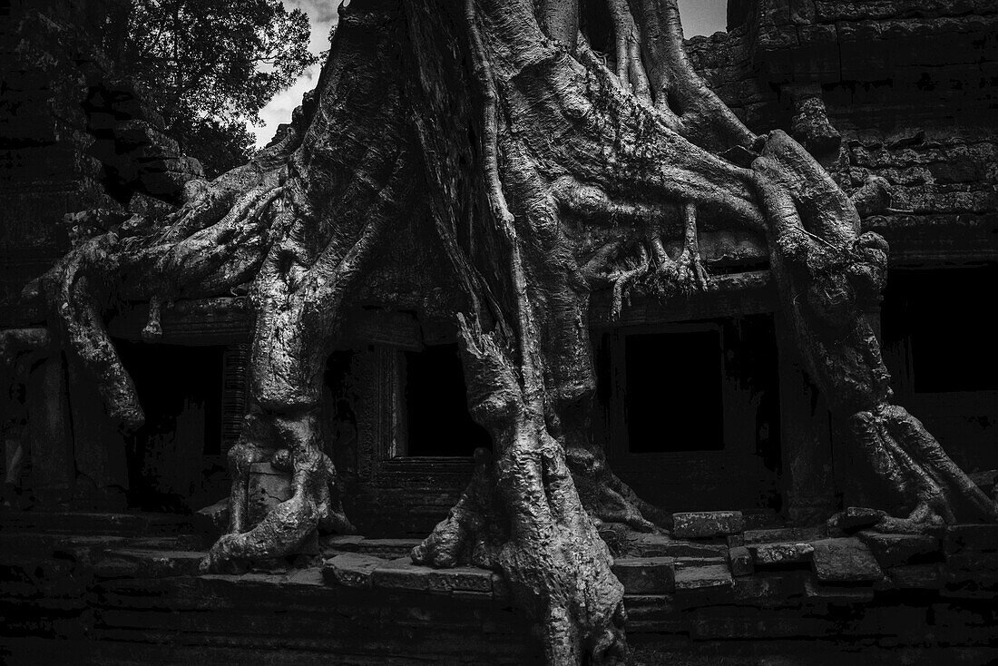 A Giant Jungle Tree Grows Over A Temple Wall In The Angkor Wat Temple Complex; Siem Reap, Cambodia