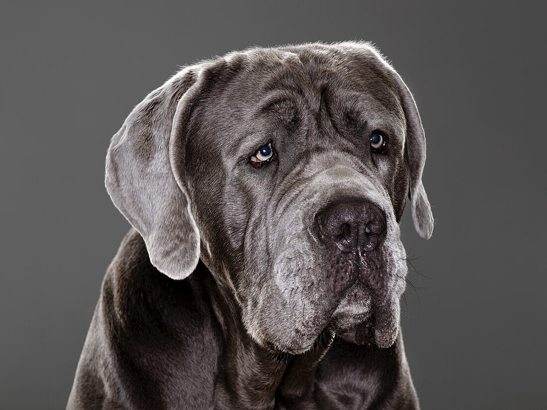 Italian Mastiff Dog; Montreal, Quebec, Canada