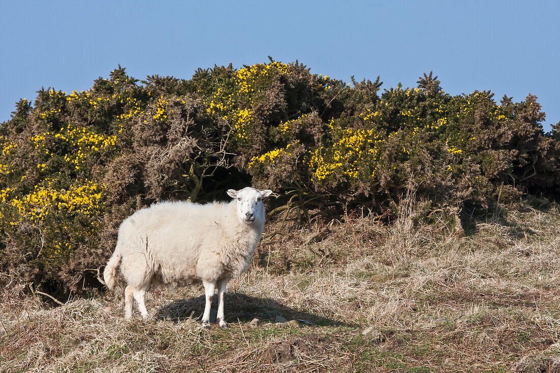 Schafe auf den Klippen über dem Strand von Traeth Llyfn auf dem Pembrokeshire-Küstenpfad; Wales