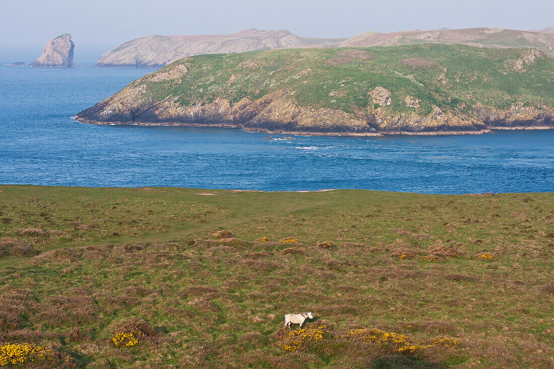 Pony Near Cliff Edge, Pembrokeshire Coast Path; Wales