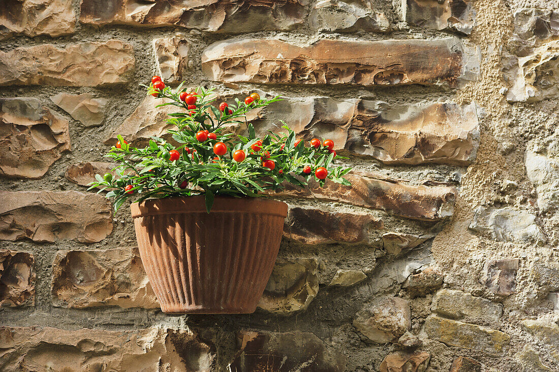 Ein Blumentopf mit einer Kirschtomatenpflanze an einer Steinmauer; Spello, Umbrien, Italien
