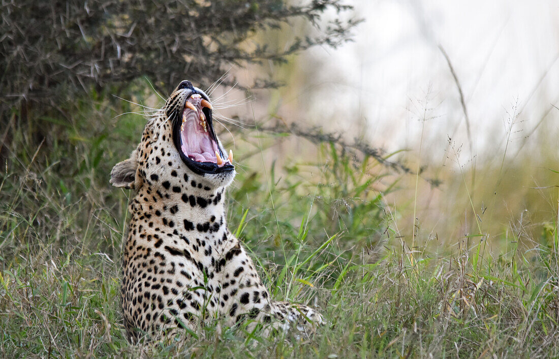 Ein Leopard, Panthera pardus, legt sich ins lange Gras und gähnt. 
