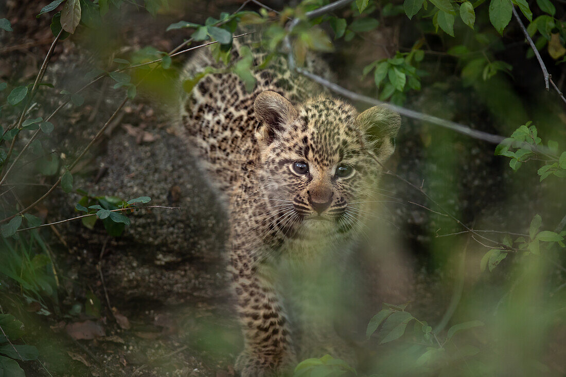 A leopard, Panthera pardus,looking through leaves. _x000B_