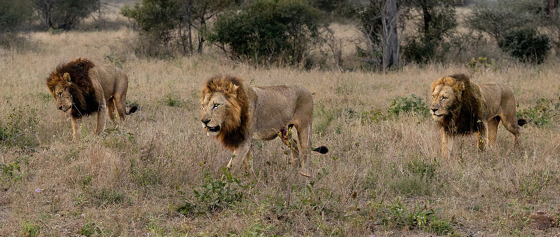 Three male lions, Panthera leo, walk together through grass._x000B_