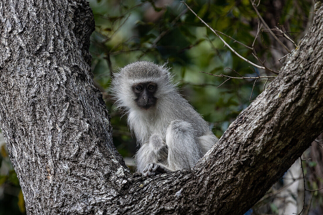 A small Vervet monkey, Chlorocebus pygerythrus, sits in the fork of a tree. _x000B_