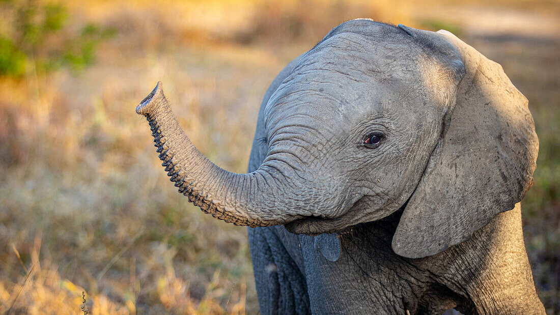 Ein Elefantenkalb, Loxodonta africana, riecht mit seinem Rüssel in der Luft. 