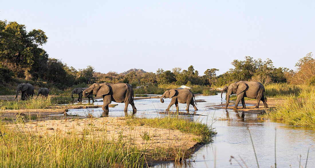 Eine Elefantenherde, Loxodonta africana, wandert über ein Flussbett.