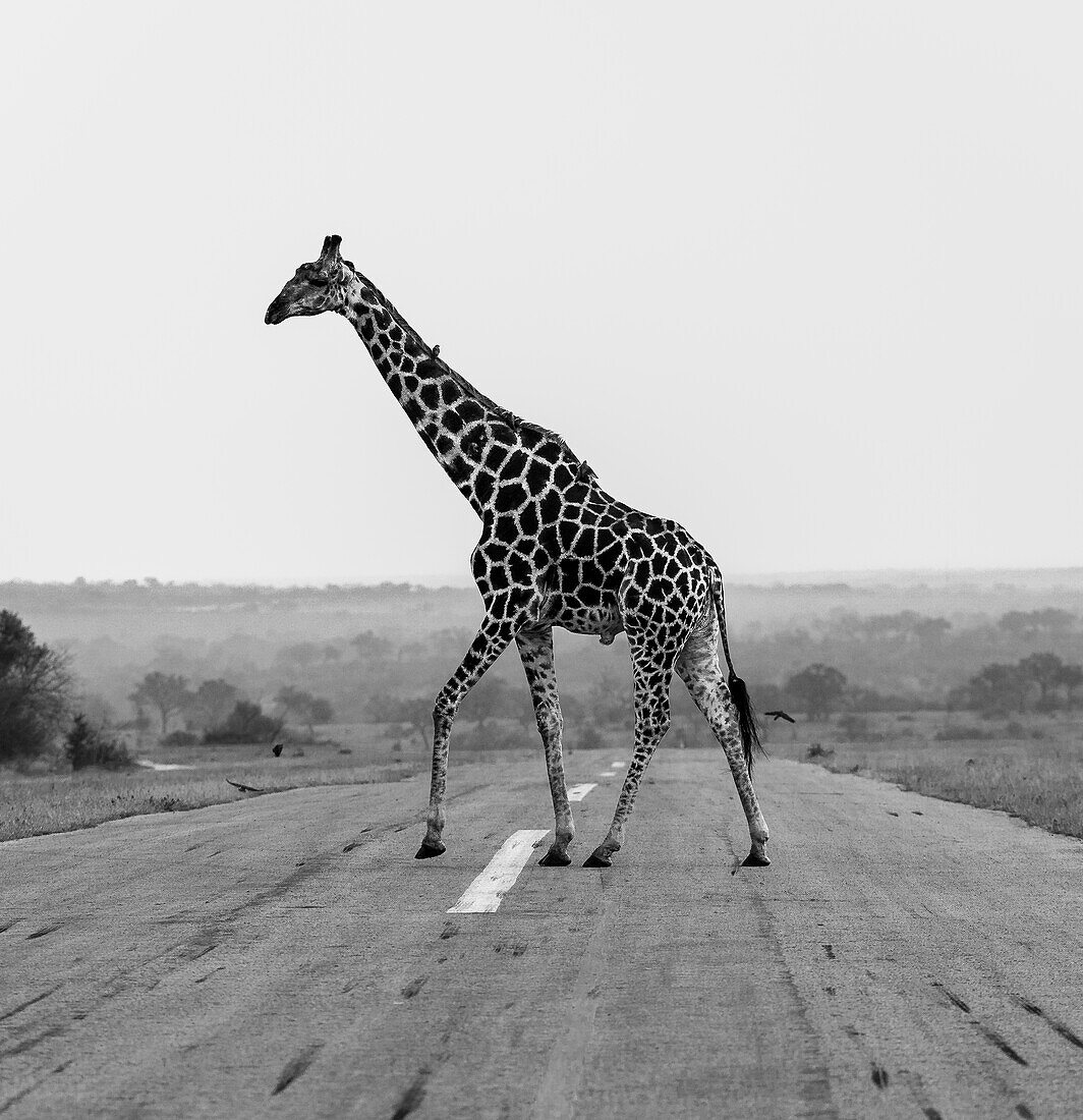 Eine Giraffe, Giraffa, läuft über eine Straße, in schwarz-weiß. 
