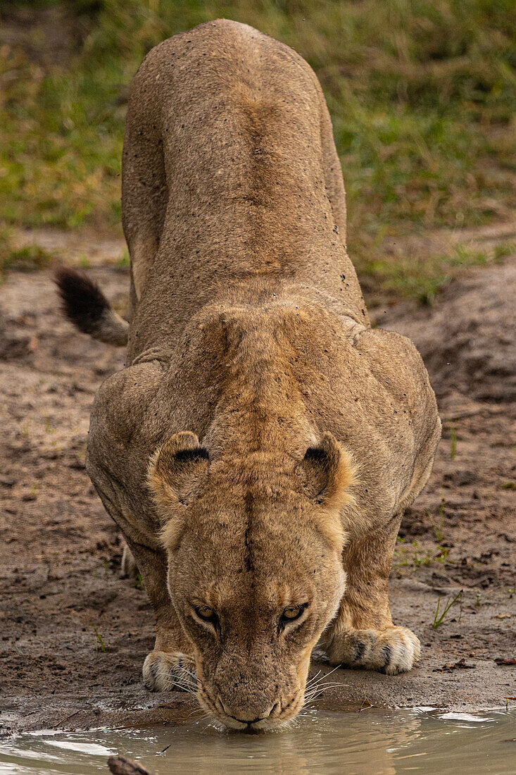 Eine Löwin, Panthera leo, hockt sich hin, um Wasser zu trinken. 