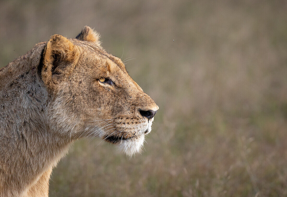 A lioness, Panthera leo, side profile stare. _x000B_