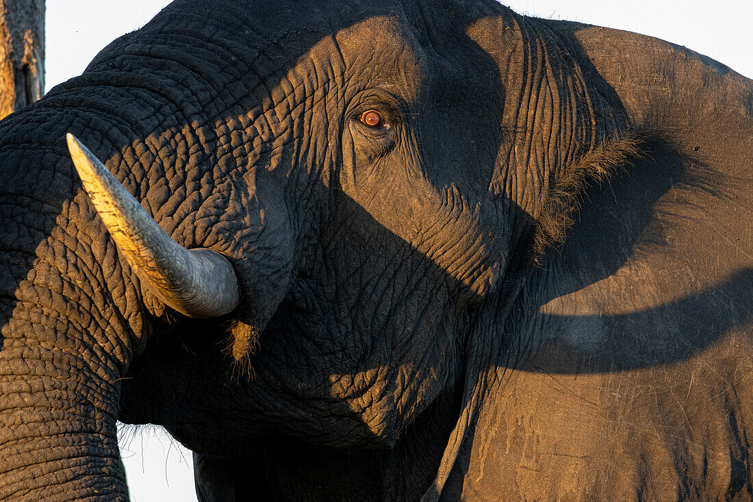 A close-up of an elephant bull,Loxodonta africana._x000B_