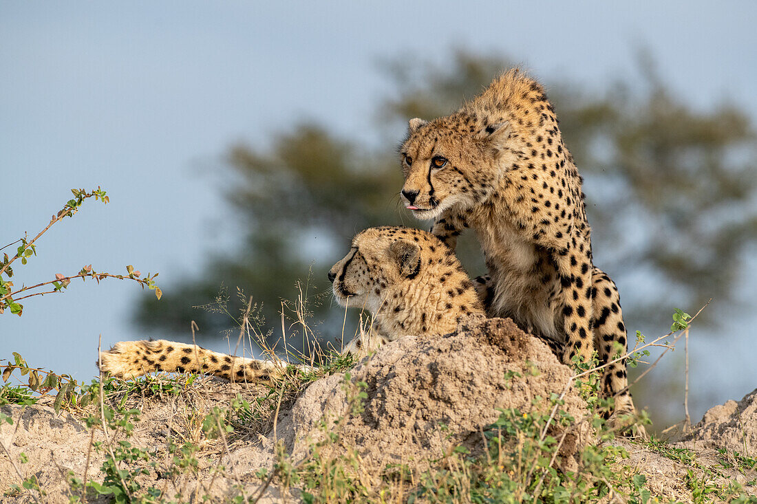 A cheetah and her sub adult cub,Acinonyx jubatus, together on a termite mound._x000B_